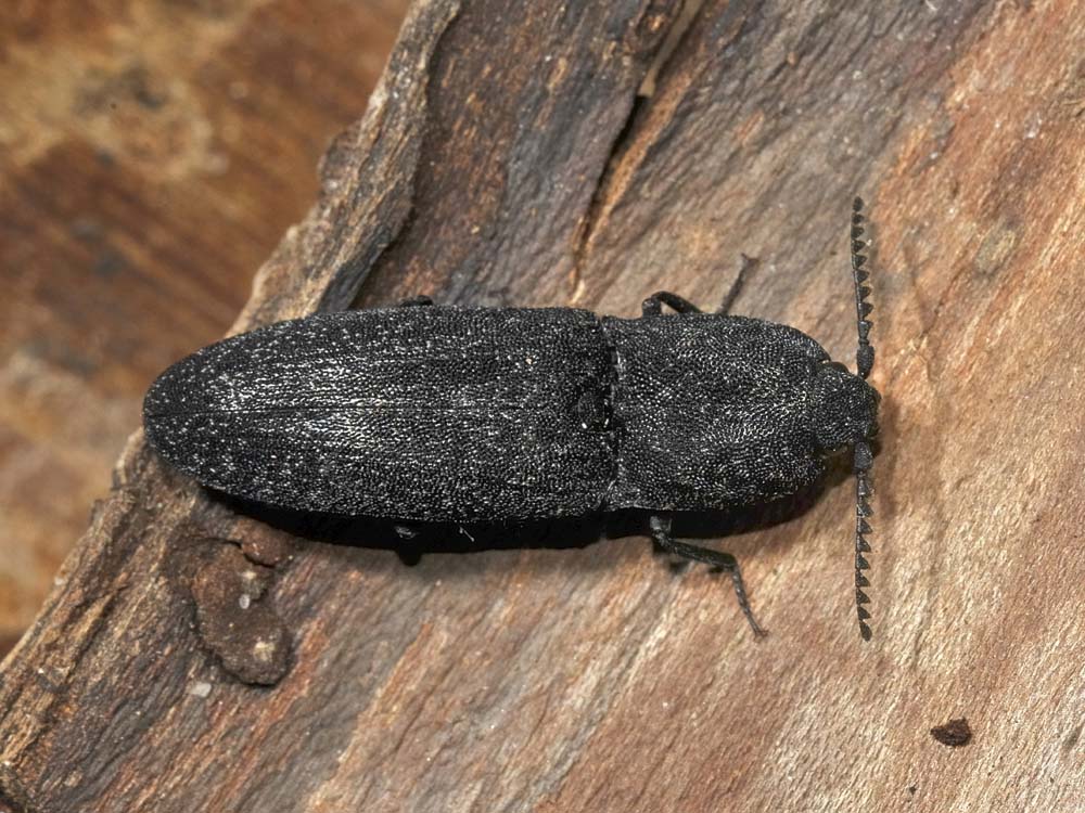 Lacon punctatus - Elateridae